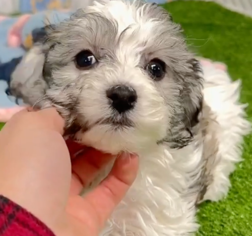 gray and white havachon puppy next to a person's hand
